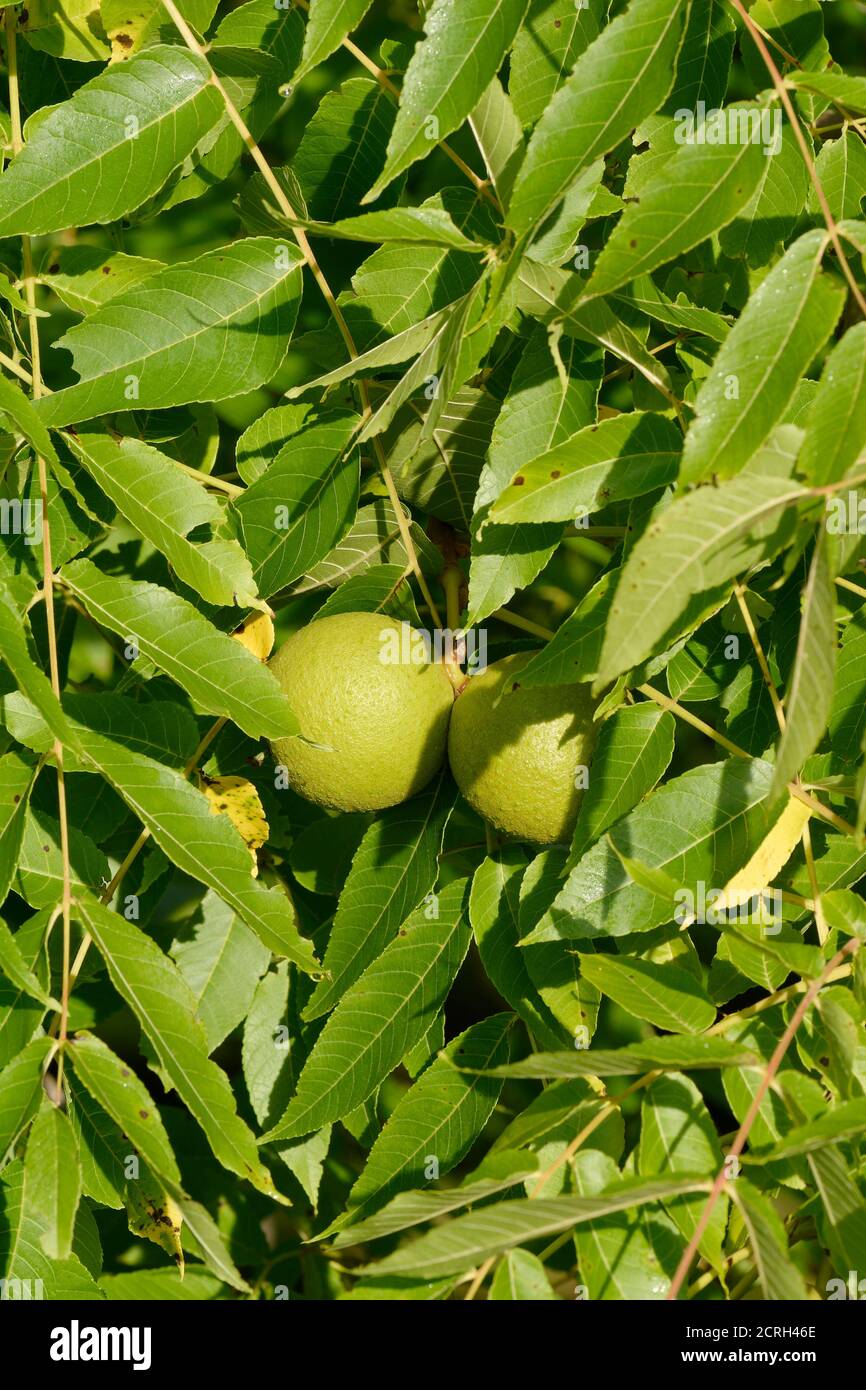 Butternut Tree - Juglans cinerea, foglie e noci Foto Stock