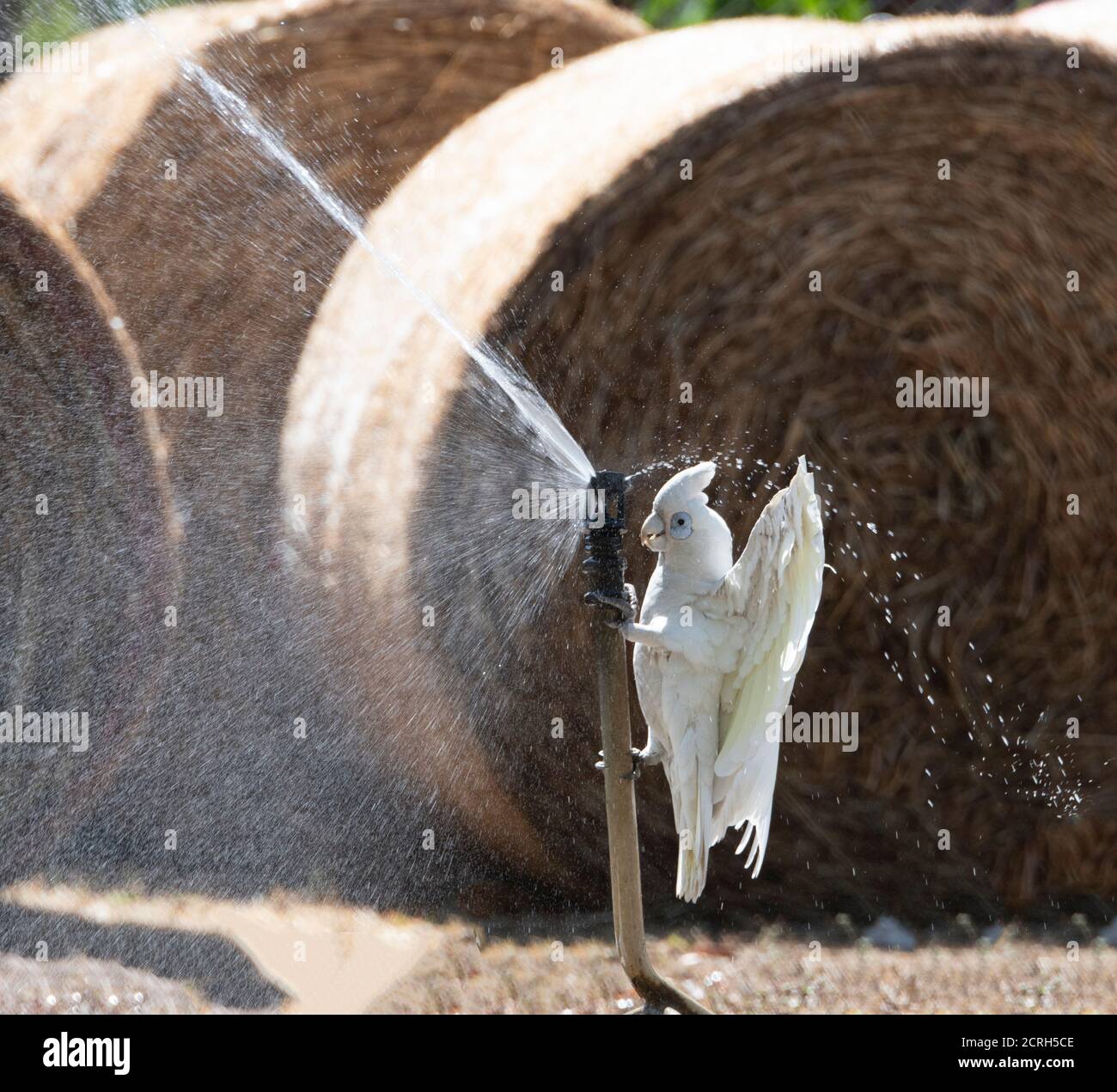 Piccola Corella (pastinatrice Cacatua) che sale lungo un irrigatore per bere, Corroboree Park, Northern Territory, NT, Australia Foto Stock