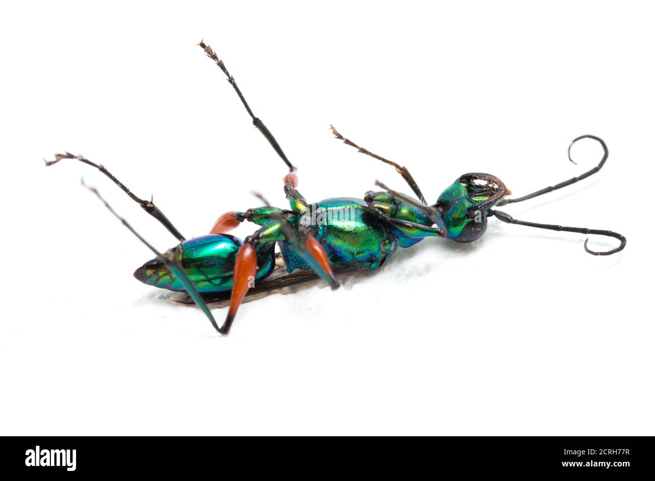emerald cockroach wasp isolato su sfondo bianco Foto Stock