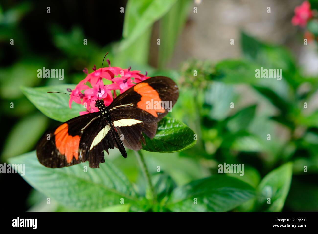 Brasile Foz do Iguacu - Zoo - Parque das Aves Il postino rosso Butterfly (heliconius erao) su una pianta tropicale Foto Stock