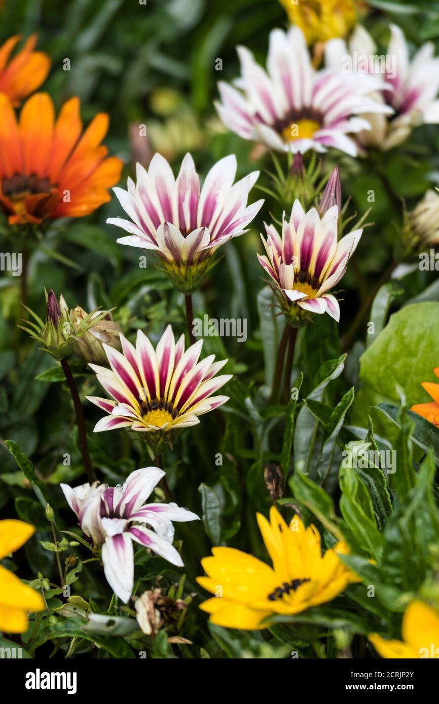 Gazanias che cresce in un letto di fiori in un giardino. Foto Stock