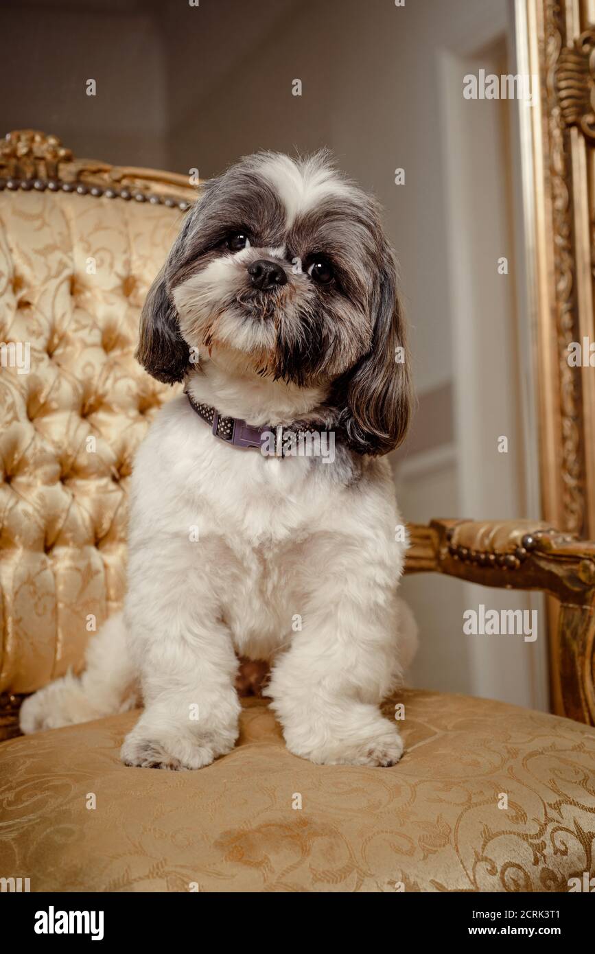 Adorabile cane pedigree Shih Tzu seduto su una sedia d'oro guardando lo spettatore Foto Stock