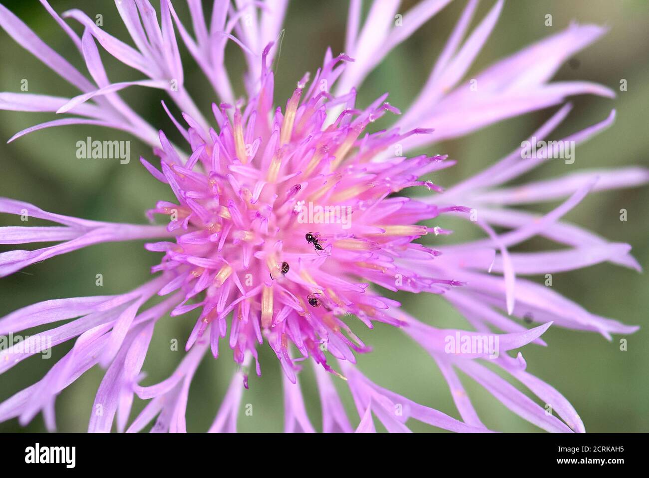 Piccoli mosche su un piccolo cavaliere Foto Stock