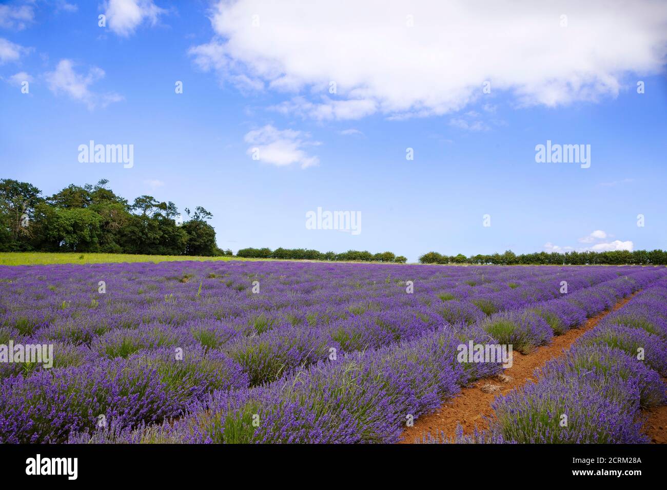 Campi di lavanda sotto un cielo blu soleggiato, in estate, presso la fattoria Norfolk Lavender. Foto Stock