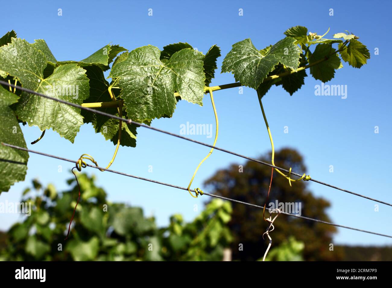 Vitigno in un vigneto inglese al sole Foto Stock