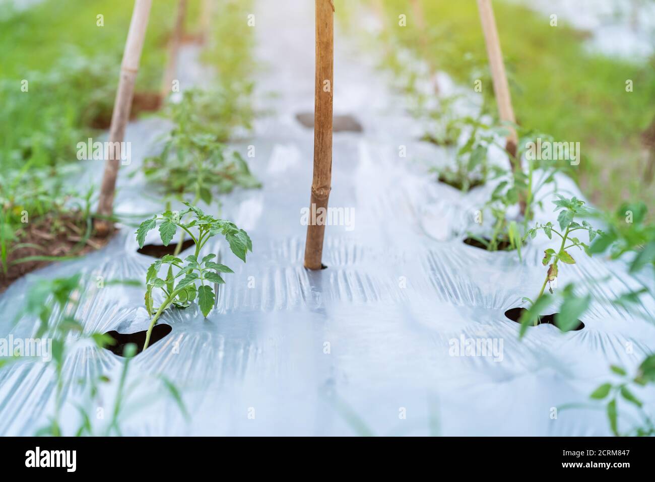 Alberi di pomodoro crescenti in trama di piantatura, raccolto di copertura di terra Foto Stock