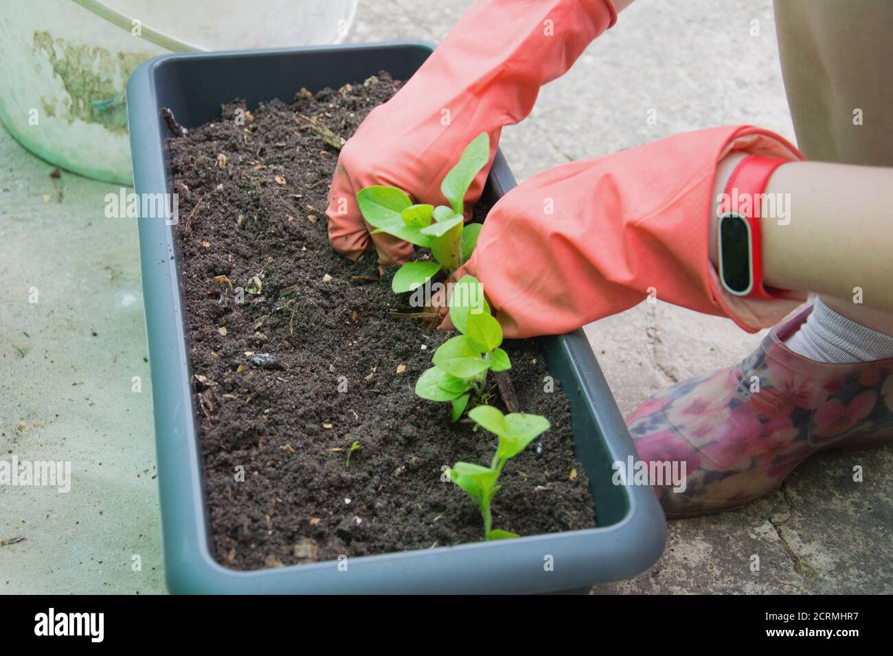 Giardiniere piantando pianta nel cortile. Lavori stagionali in giardino. Concetto di agricoltura e protezione dell'ambiente. Foto Stock