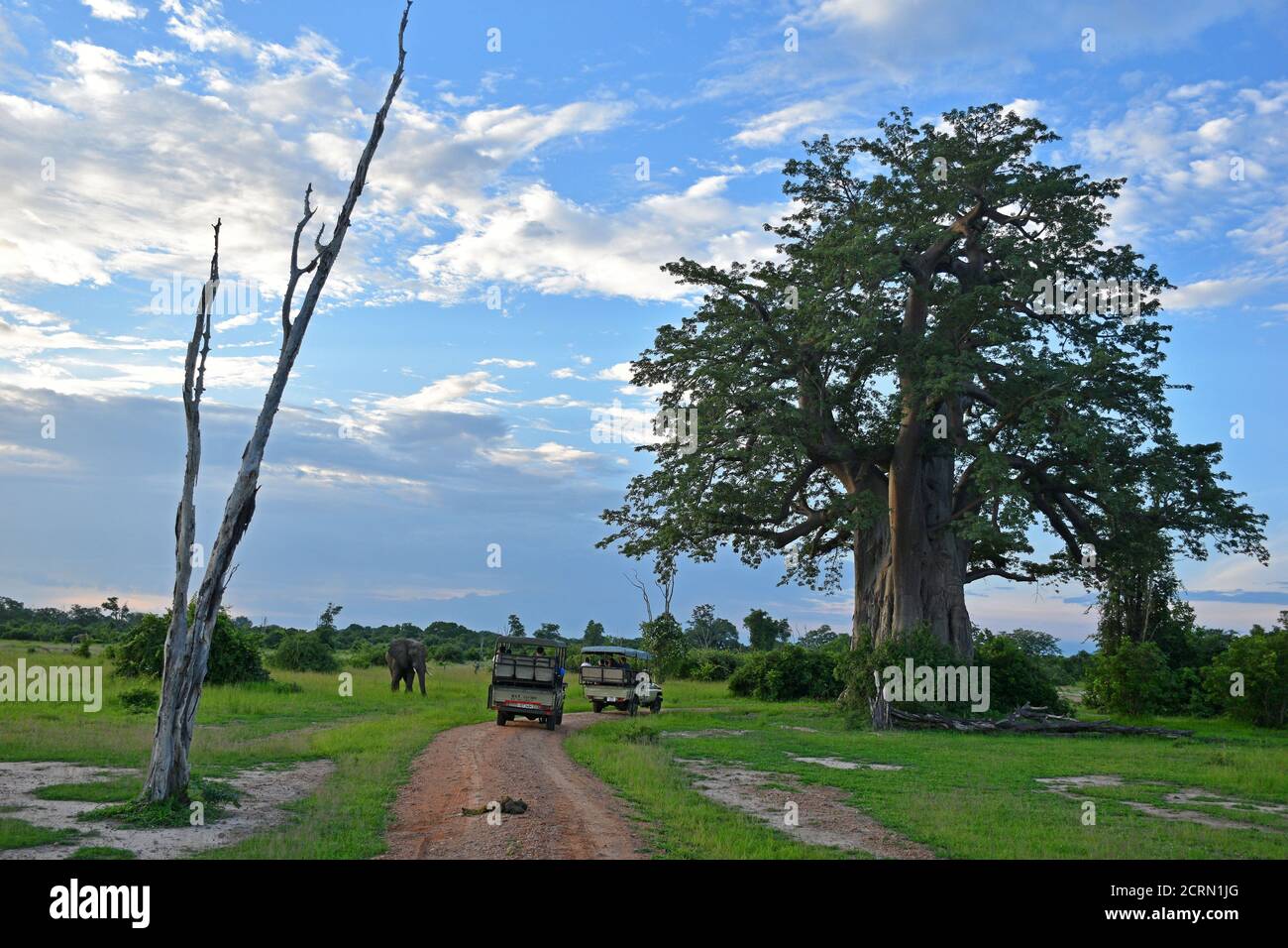 Elefante nel Parco Nazionale di Luangwa Sud in Zambia Foto Stock