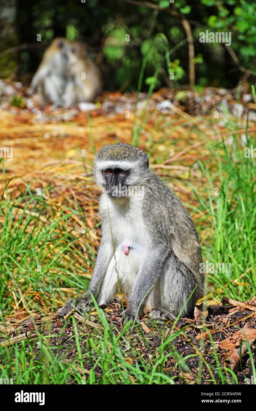 Scimmia alle rovine grandi dello Zimbabwe Foto Stock