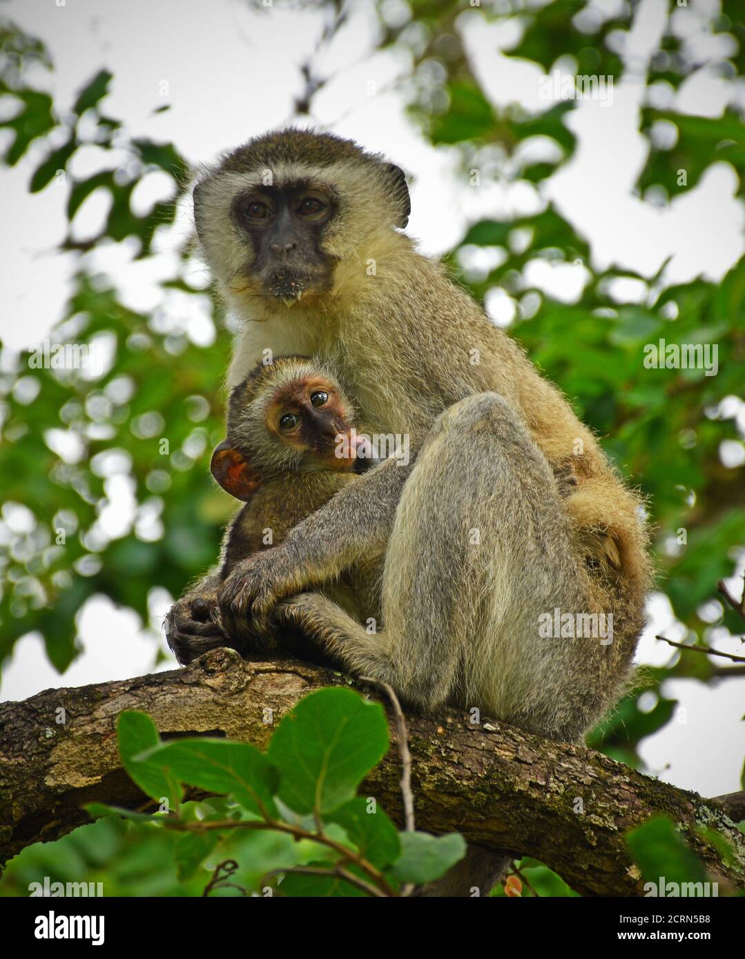 Scimmia alle rovine grandi dello Zimbabwe Foto Stock