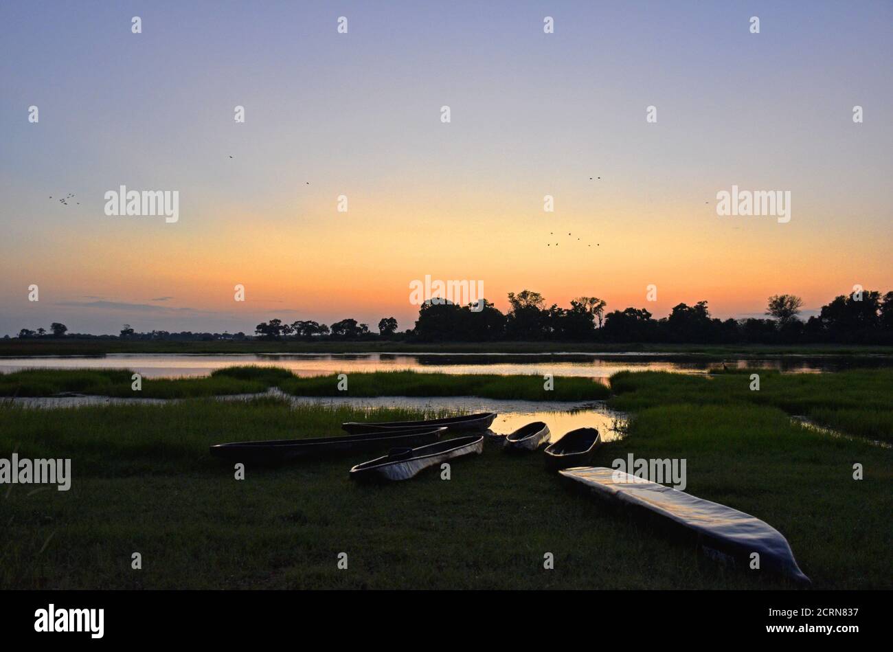 La fauna selvatica del delta dell'Okavango Foto Stock