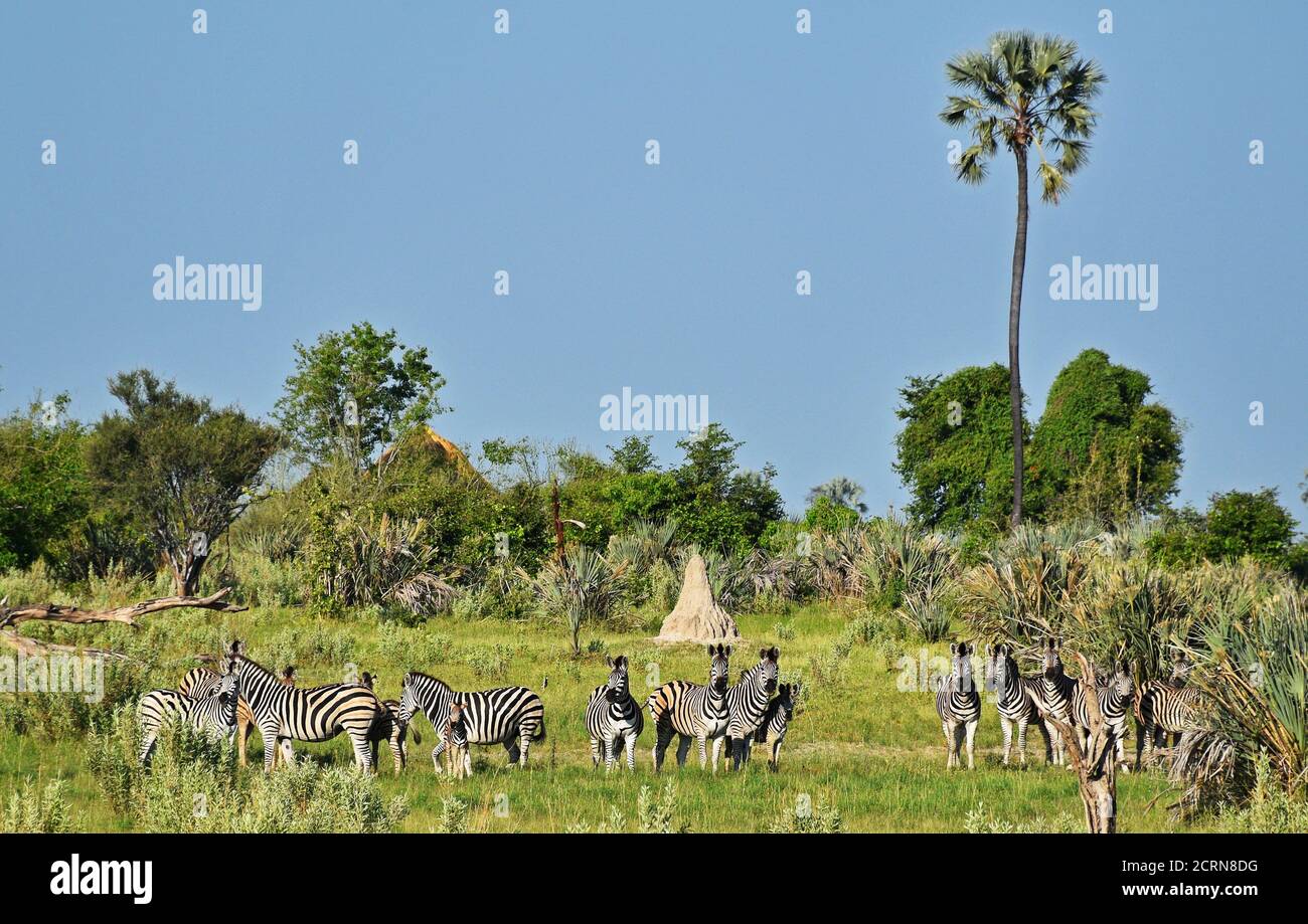La fauna selvatica del delta dell'Okavango Foto Stock