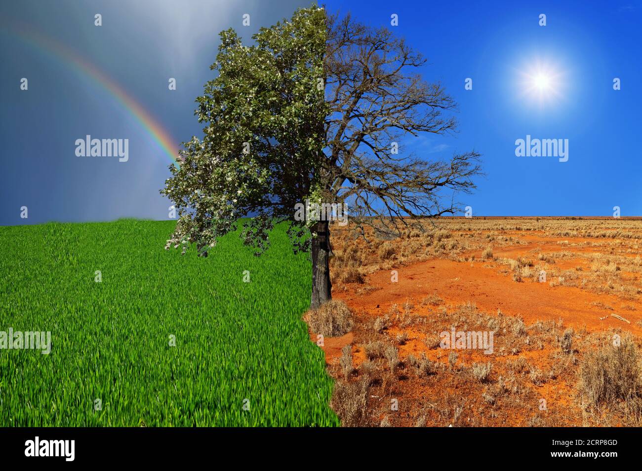 Il concetto di clima è cambiato. Mezzo albero vivo e mezzo albero morto in piedi al bivio. Salvare l'ambiente. Foto Stock