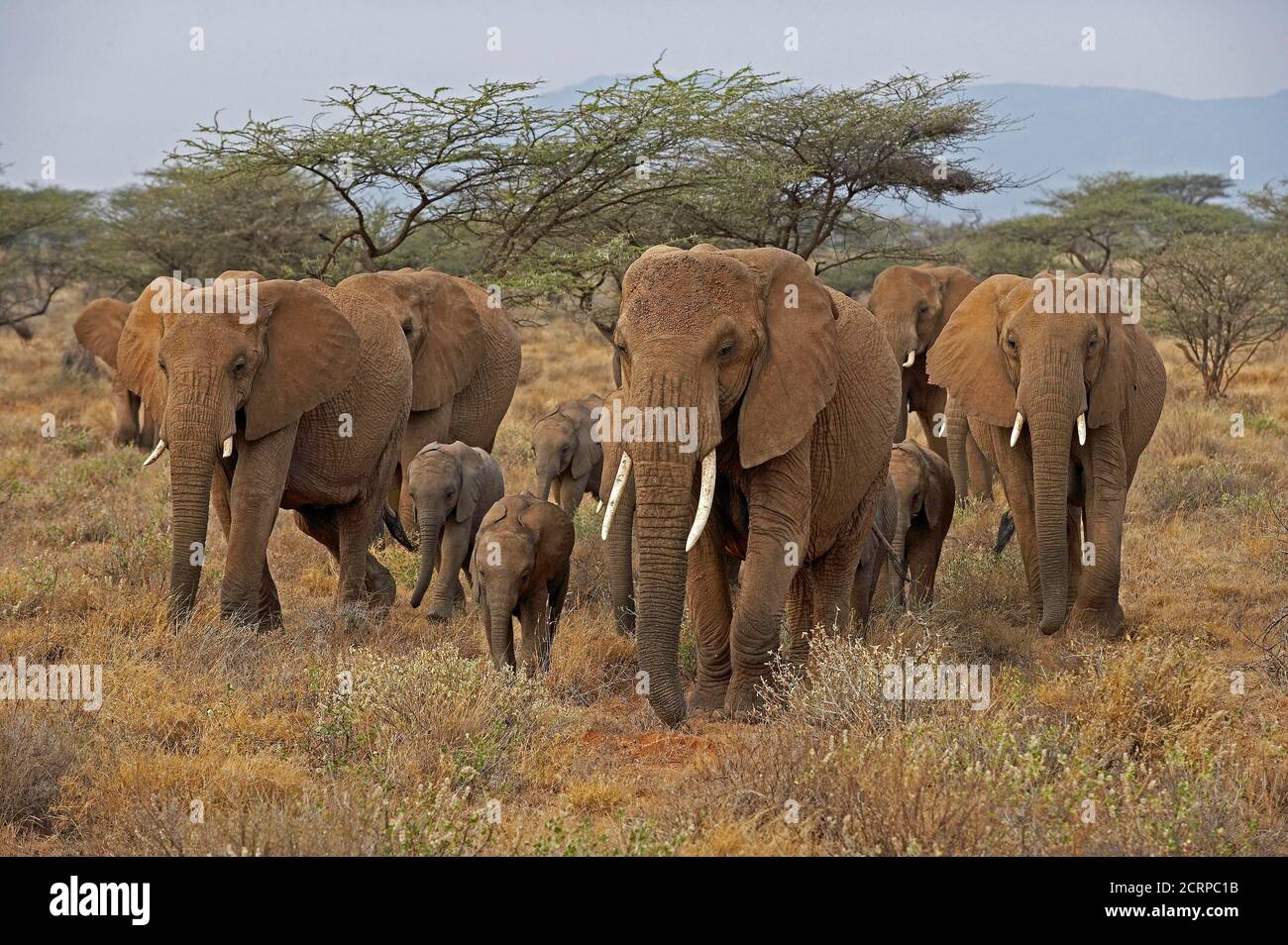 African Elephant, loxodonta africana, Gruppo a piedi attraverso Savanna, Masai Mara Park in Kenya Foto Stock