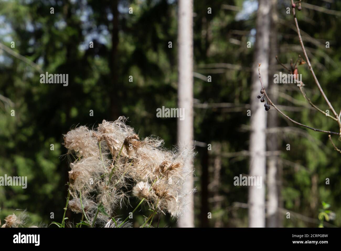 Primo piano di semi di un cardo strisciante, chiamato anche Arvense Cirsium o Acker Kratzdistel Foto Stock