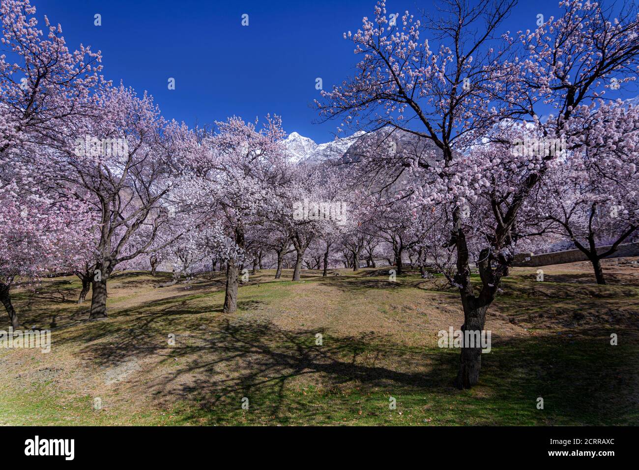 Terra paesaggio fotografia di primavera, fioritura dei ciliegi e albicocca fioritura in huza ans gilgit baltistan , Pakistan Foto Stock