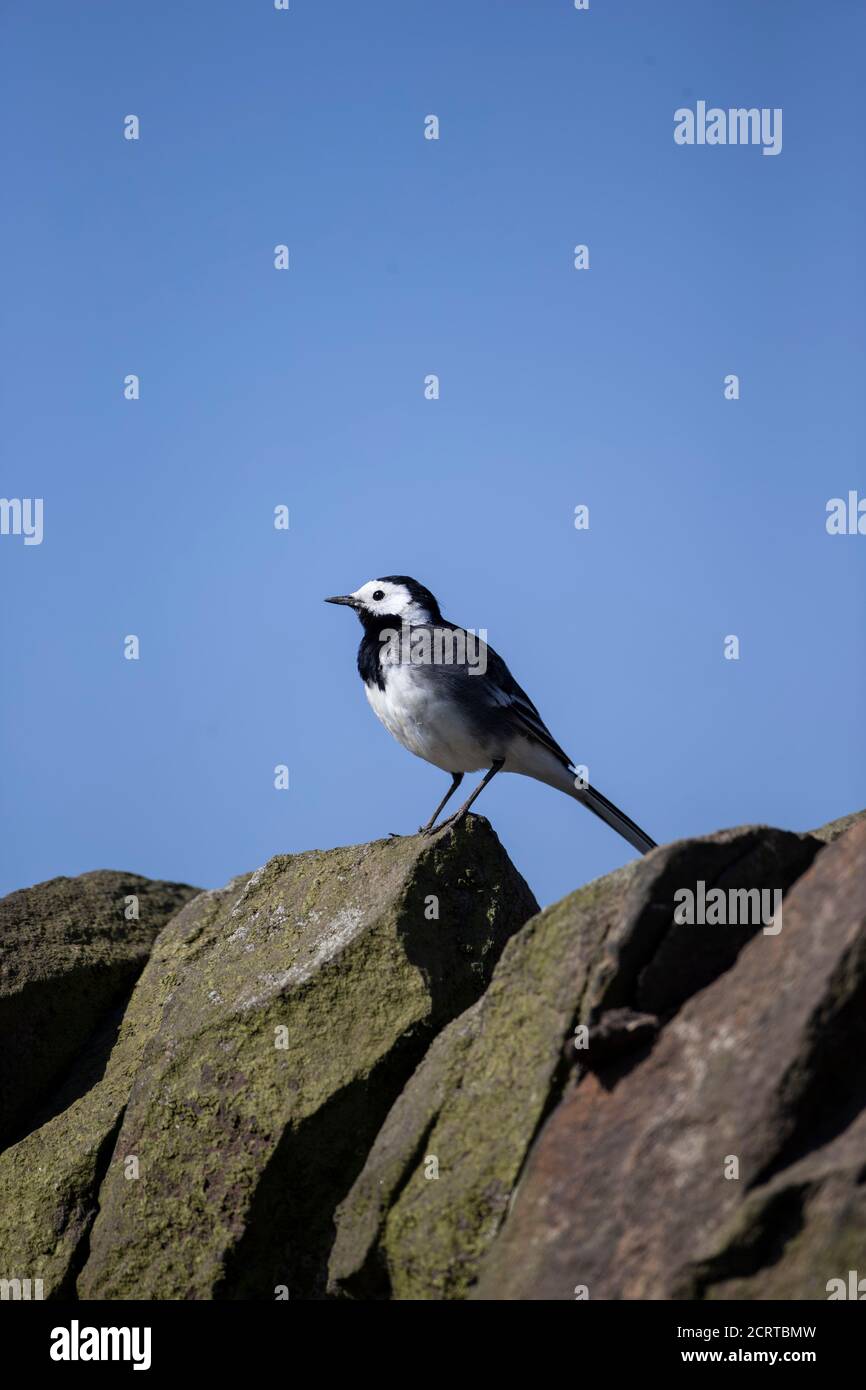 Un singolo Pied Waggail Motacilla alba che perching in profilo su un muro di pietra a secco contro un cielo blu chiaro Foto Stock