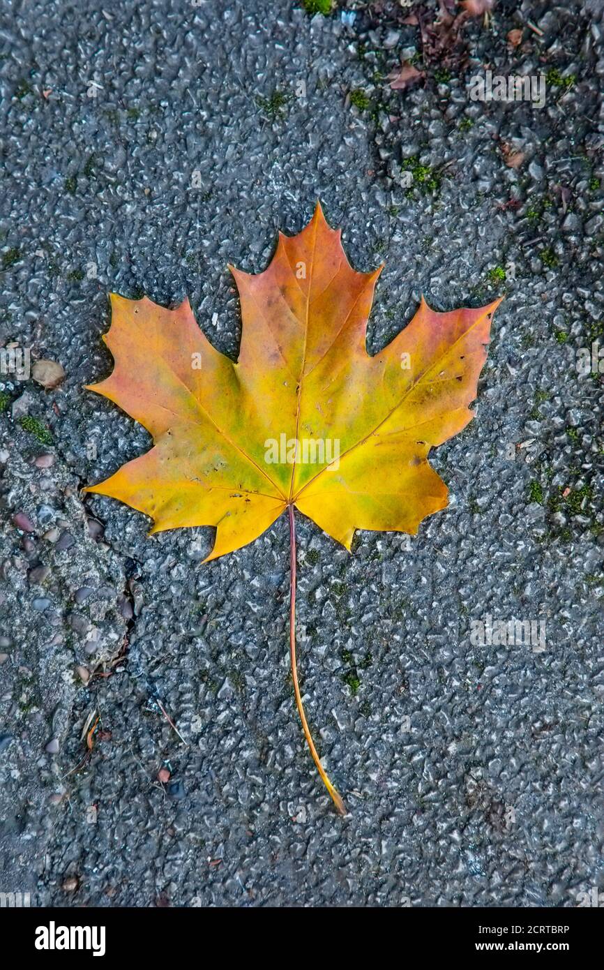 Singolo Sycamore foglia Acer pseudoplatano con giallo marrone e rosso Colori autunnali e foglie a cinque lobi caduti dall'albero su una strada Foto Stock