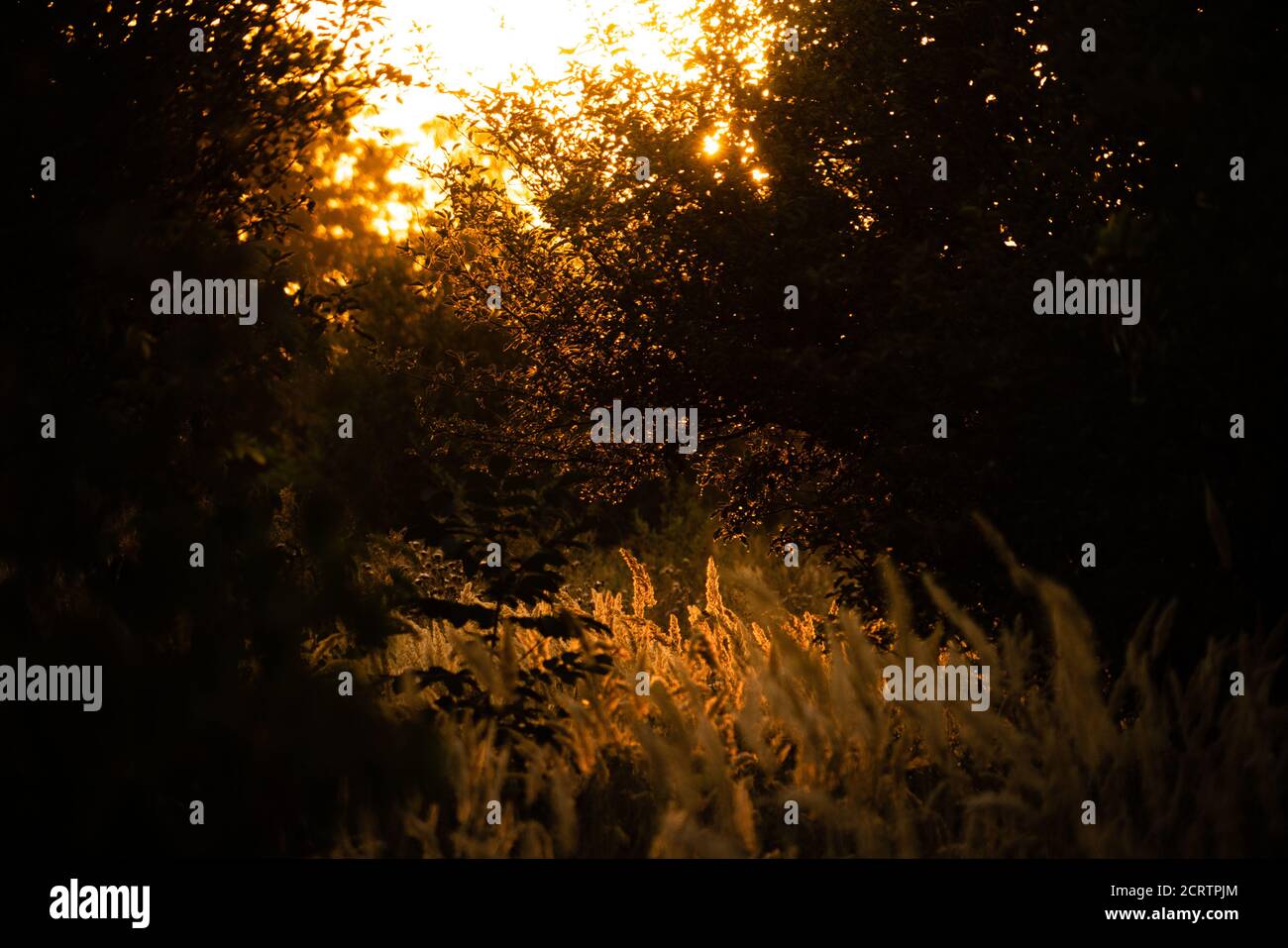 Piuma d'erba al tramonto. Natura sfondo Foto Stock