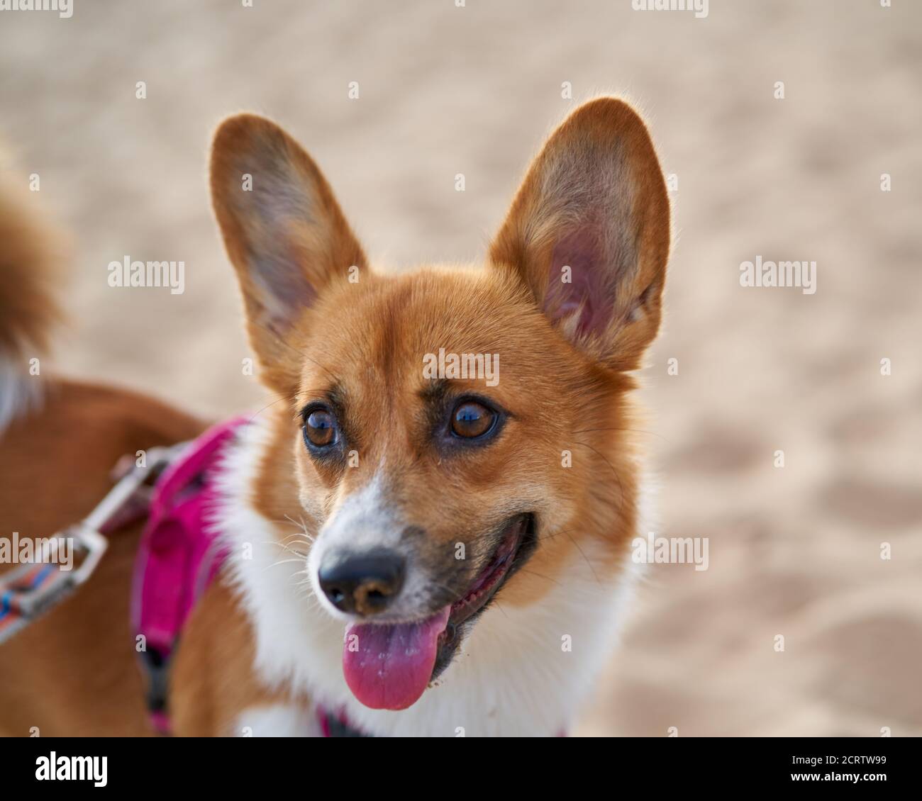 Bel cane sulla spiaggia di sabbia. Corgi Puppy cammina nella natura in estate al sole vicino alla costa. Attività all'aperto per animali domestici Foto Stock