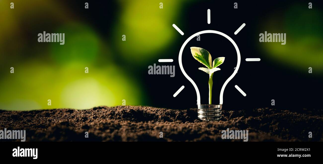 Lampadina con pianta crescente. Ambiente ecologico e sostenibile Foto Stock