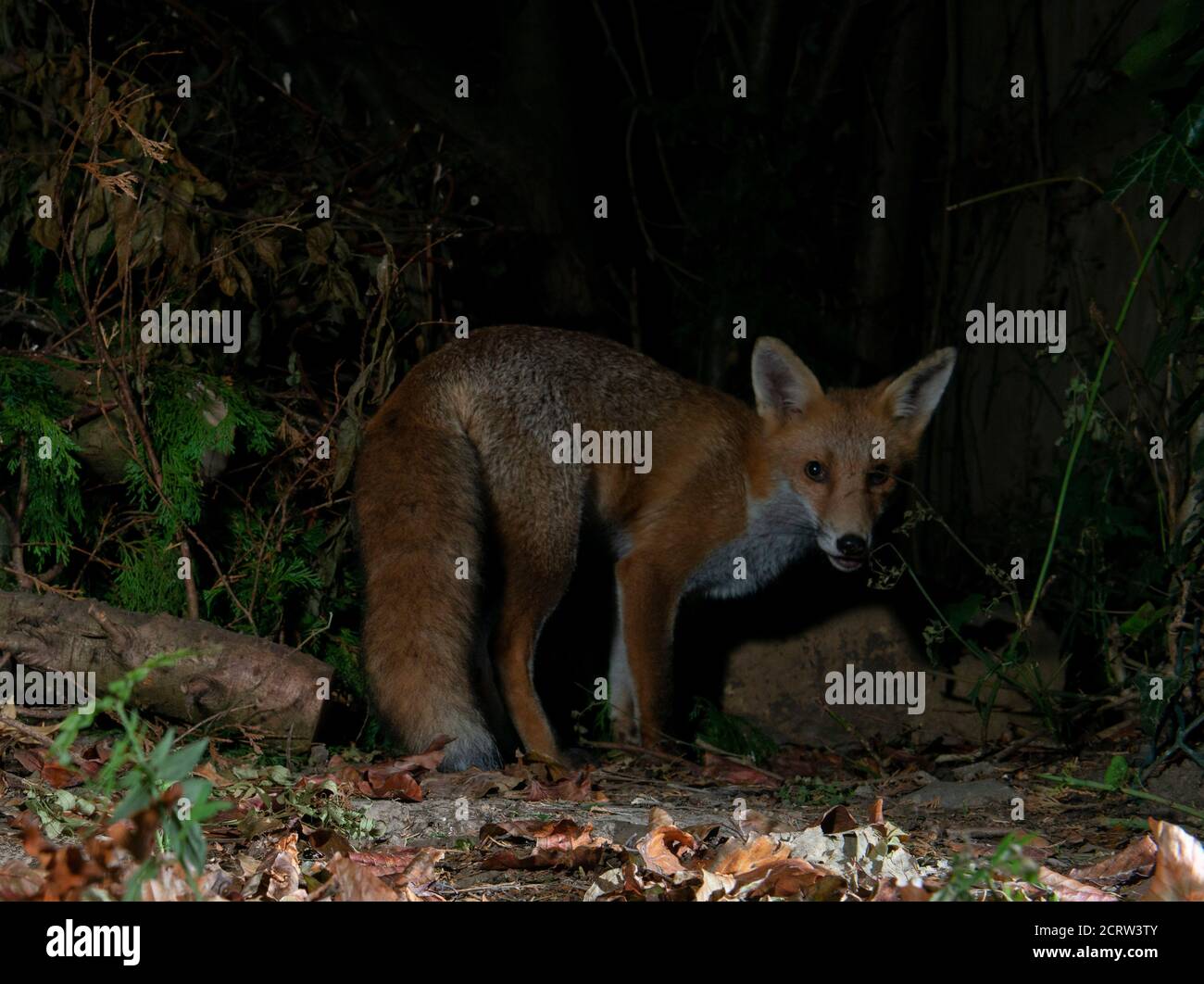 FOX di notte in ombra guardando la macchina fotografica Foto Stock