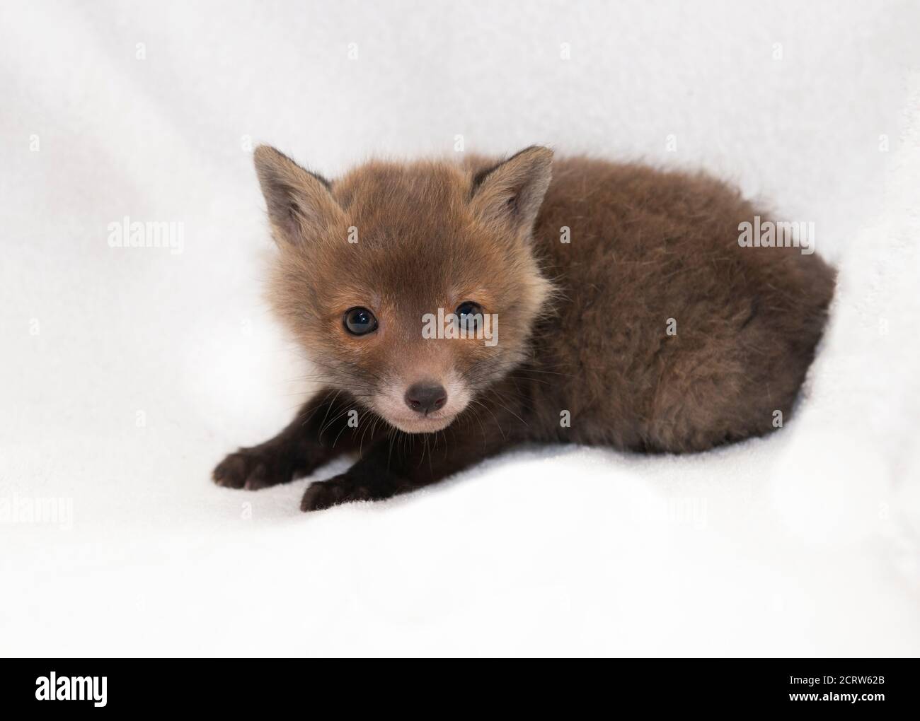 Cucciolo di volpe, bambino di mese, sdraiato su una coperta bianca Foto  stock - Alamy