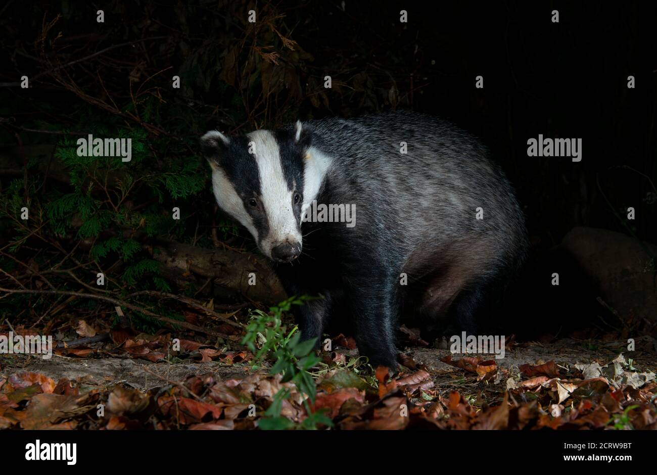 Badger seduto in avanti guardando leggermente a destra Foto Stock