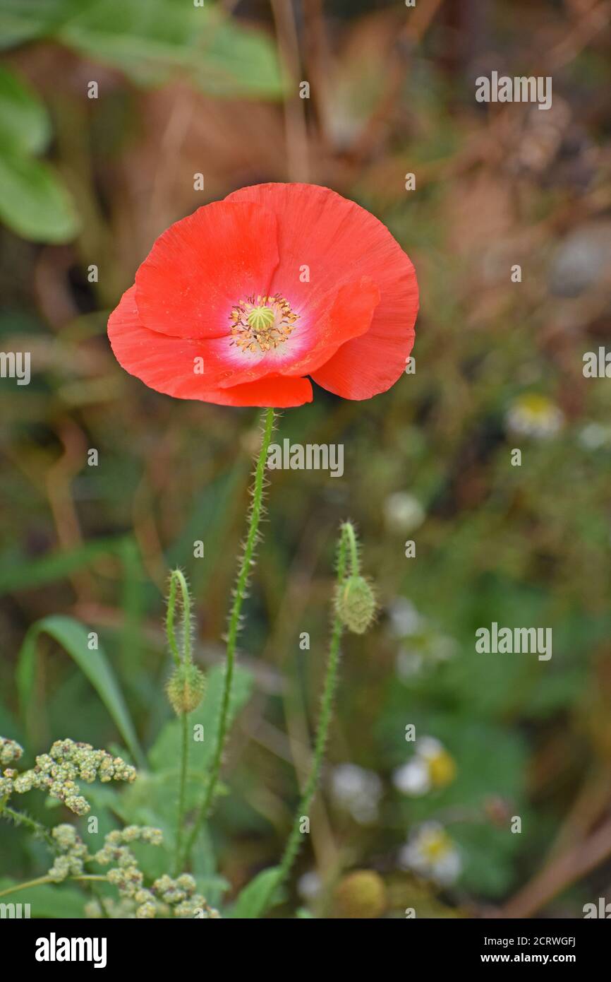 Wildflower, campo comune rosso (Fiandre) Poppy Foto Stock