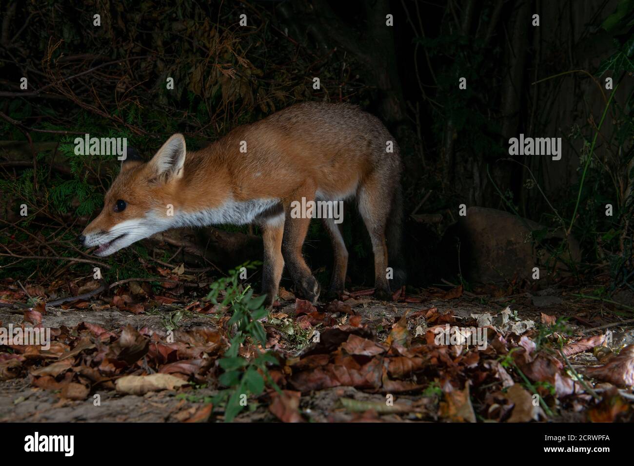 fox di notte in piedi con la bocca leggermente aperta testa estesa Foto Stock