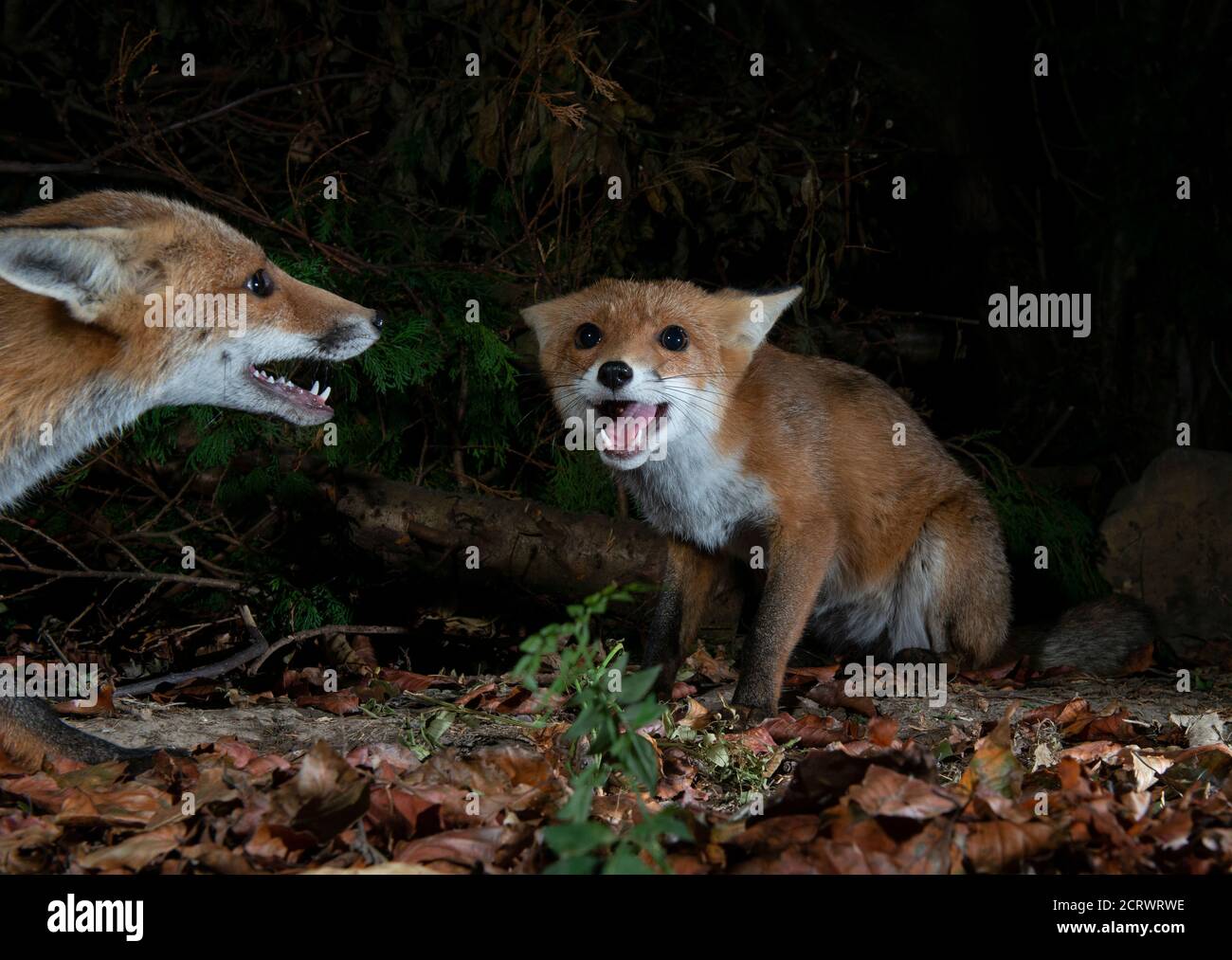 Due volpi che giurano l'una l'altra, le bocche si aprono, le orecchie indietro, di notte al buio Foto Stock