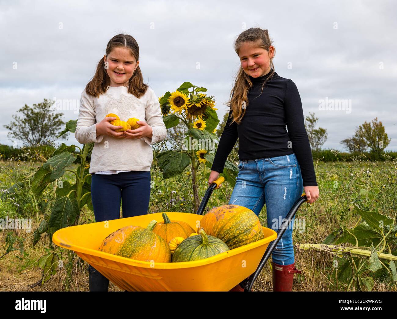 Kilduff Farm, East Lothian, Scozia, Regno Unito, 20 settembre 2020. Patch di zucca: Louisa (9 anni) e Maisie (11 anni) Calder si preparano per i visitatori alla loro zucca patch che apre il 16 ottobre con 2 ore di slot prenotabili. La fattoria sta crescendo Halloween e zucche culinarie come il Jill essere piccoli quelli mostrati qui. Le ragazze con le zucche in una carriola colorata Foto Stock