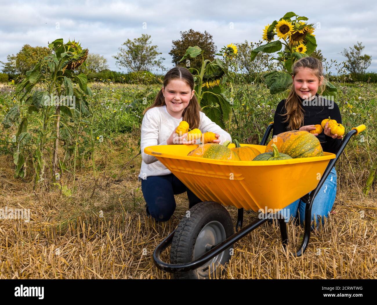 Kilduff Farm, East Lothian, Scozia, Regno Unito, 20 settembre 2020. Patch di zucca: Louisa (9 anni) e Maisie (11 anni) Calder si preparano per i visitatori alla loro zucca patch che apre il 16 ottobre con 2 ore di slot prenotabili. La fattoria sta crescendo Halloween e zucche culinarie come il Jill essere piccoli quelli mostrati qui. Le ragazze con le zucche in una carriola colorata Foto Stock