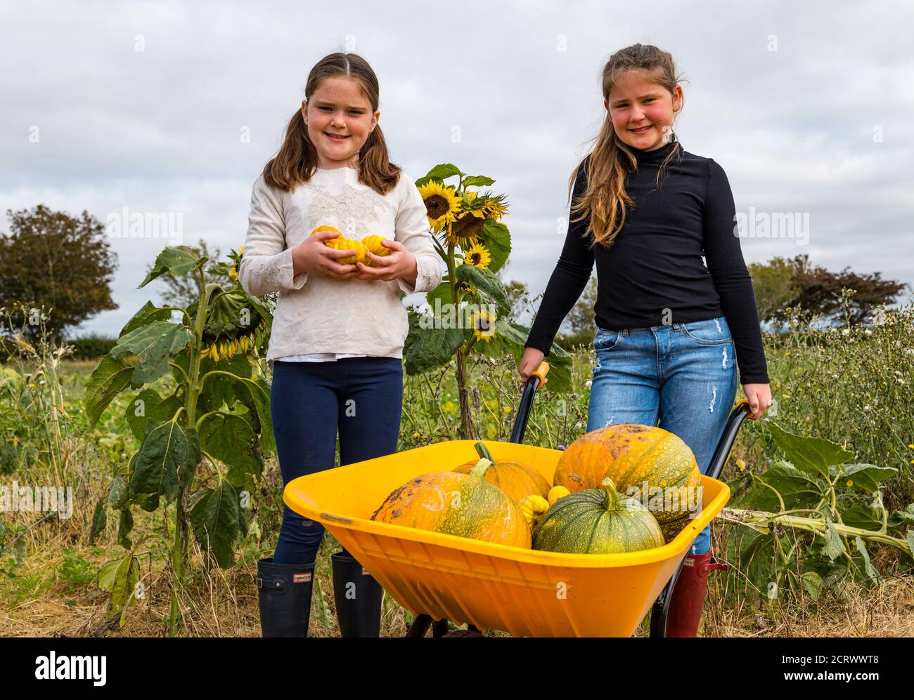 Kilduff Farm, East Lothian, Scozia, Regno Unito, 20 settembre 2020. Patch di zucca: Louisa (9 anni) e Maisie (11 anni) Calder si preparano per i visitatori alla loro zucca patch che apre il 16 ottobre con 2 ore di slot prenotabili. La fattoria sta crescendo Halloween e zucche culinarie come il Jill essere piccoli quelli mostrati qui. Le ragazze con le zucche in una carriola colorata Foto Stock
