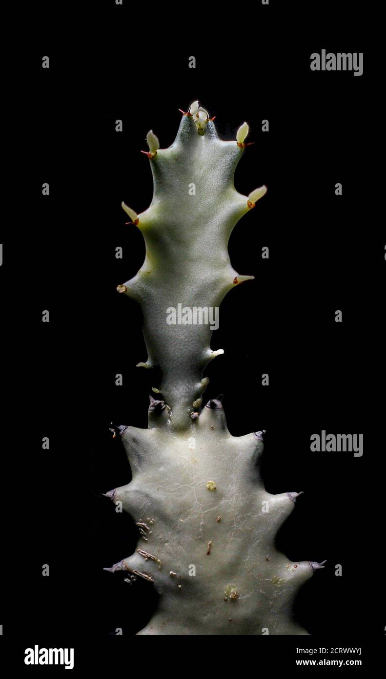 Euphorbia lactea 'Fantasma Bianco' (albero delle ossa di Dragoon, ossa di Drago, andelabra spurge, Candelabra cactus, Candelabre di Cactus, Sprurge di Caper Foto Stock