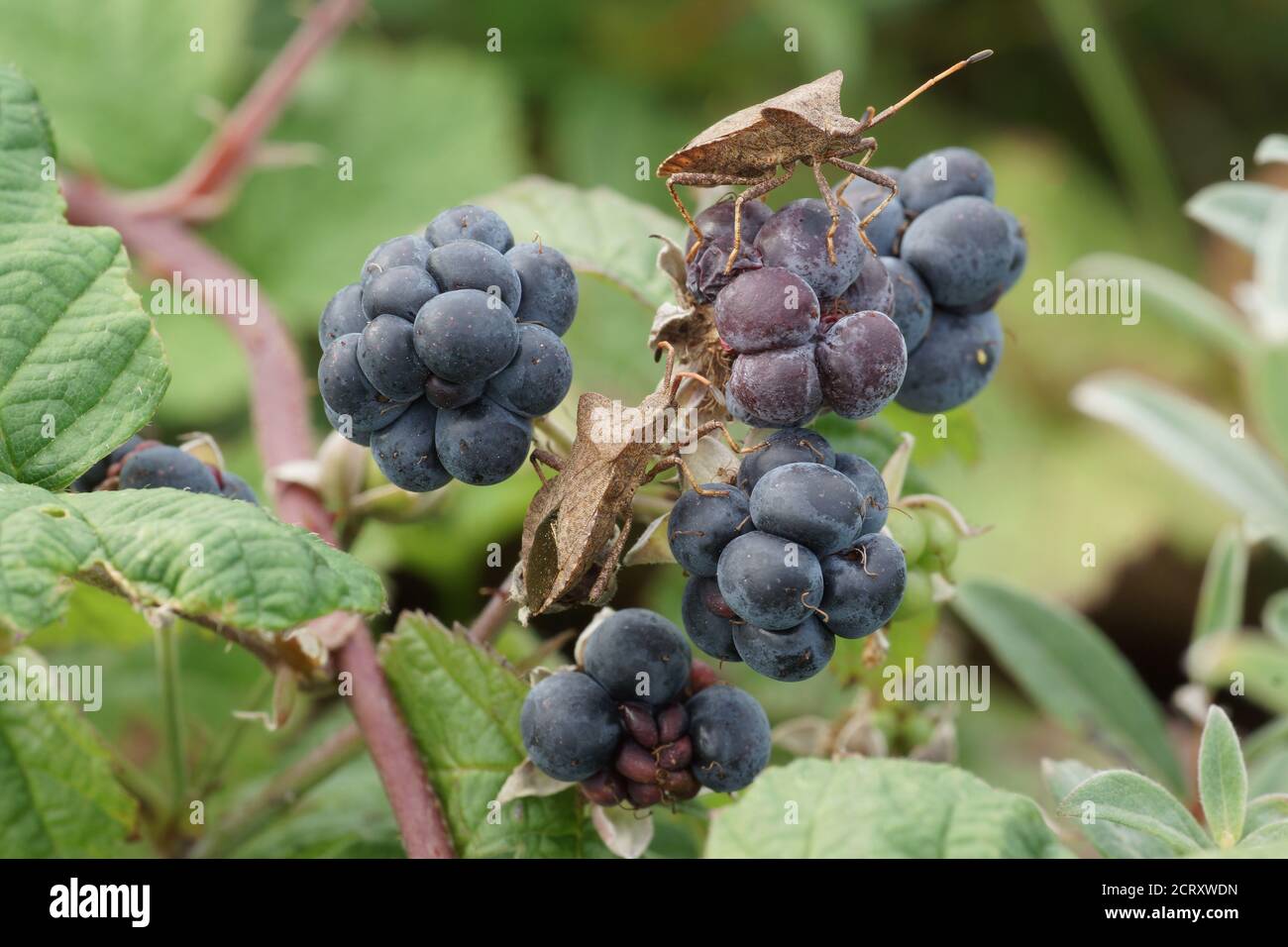 Rubus caesius (Dewberry) e Coreus marginatus (Dock Bug) Foto Stock