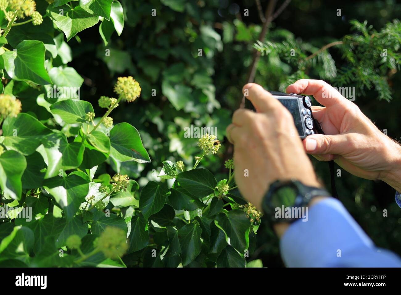 Fotografo che scatta una macro con una piccola fotocamera di un Ape Ivy su piante di edera fiorite Foto Stock