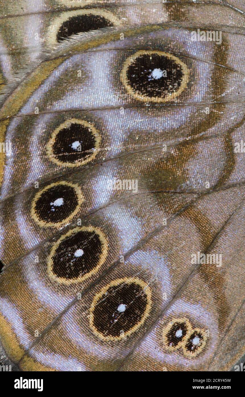 Northern Pearly-eye, Lethe anthedon, ala dettaglio Foto Stock Northern Pearly-eye, Lethe anthedon, ala dettaglio Foto Stock