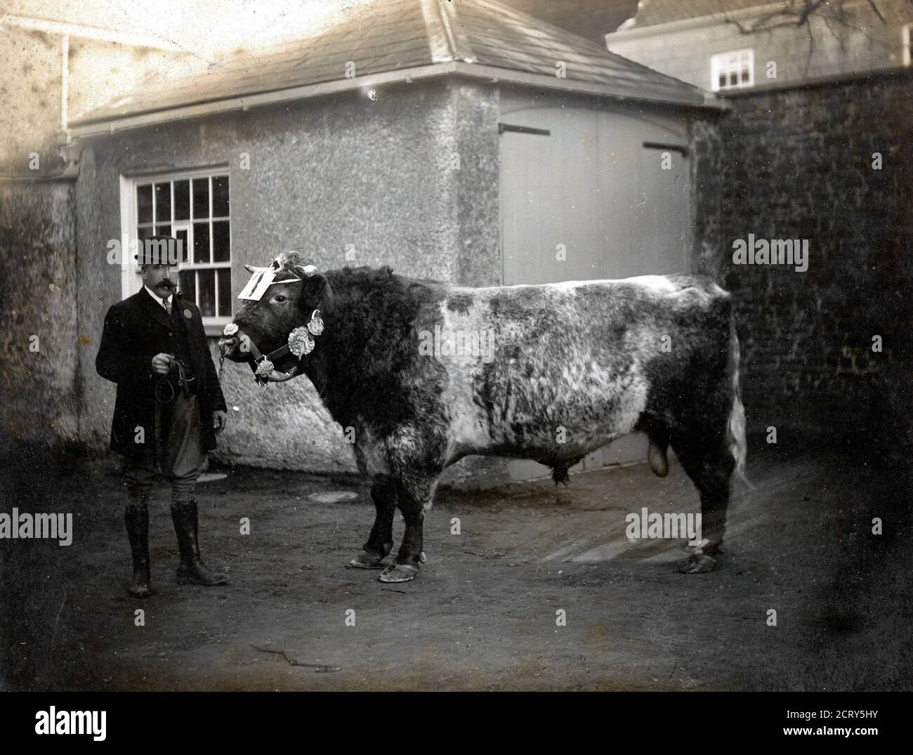 Un premio Herefordshire (o poss, Shorthorn) toro da circa 1910. Fotografo sconosciuto. Foto Stock