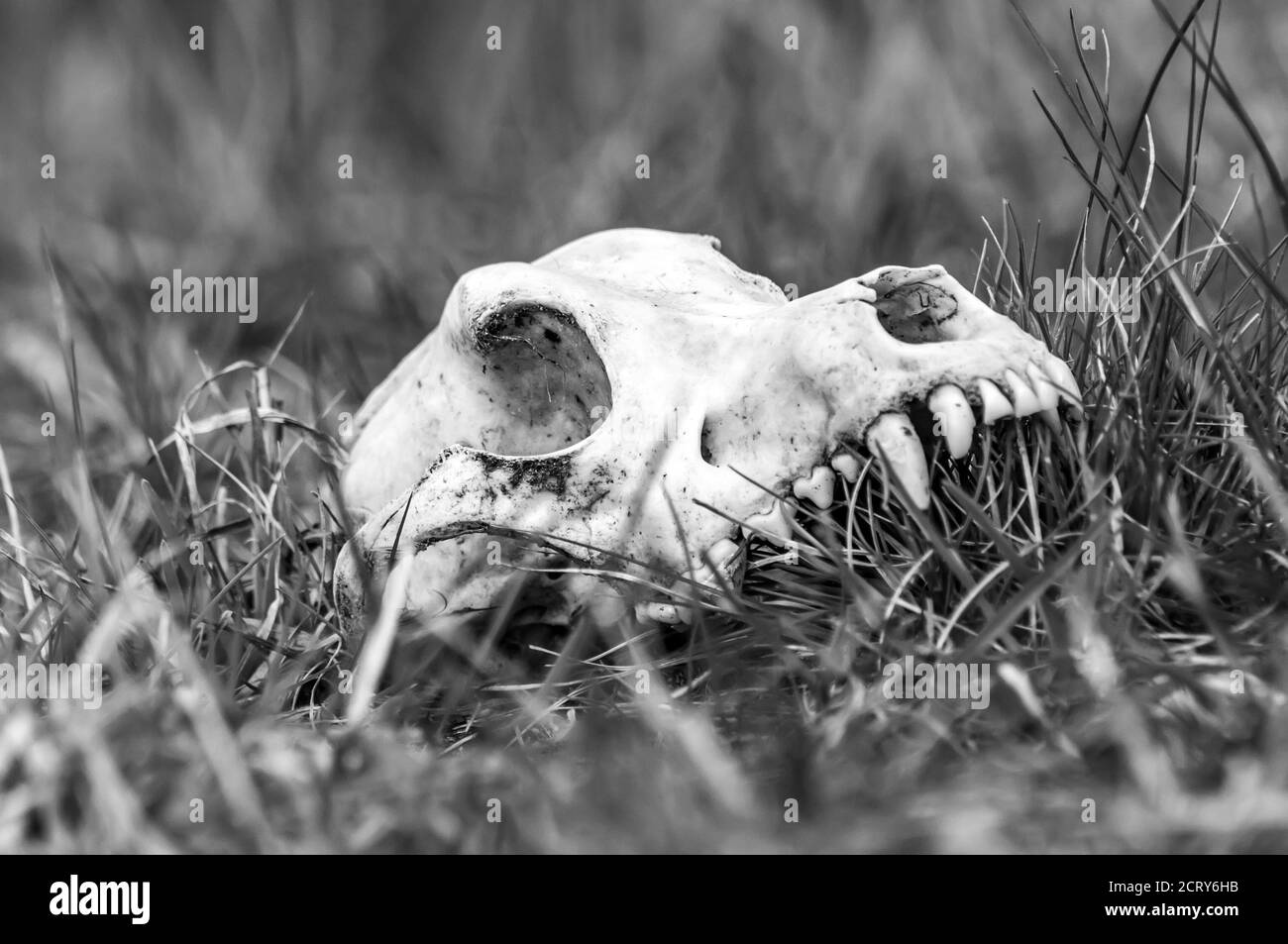 Vista su un cranio volpe su un campo in una giornata di sole. Foto Stock