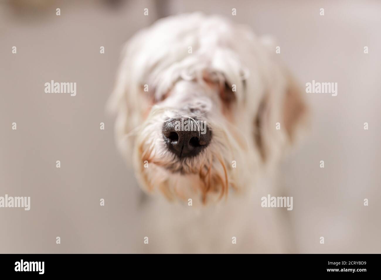 Purebreed bianco Bichon cucciolo doccia in bagno da abbellimento animale domestico Foto Stock