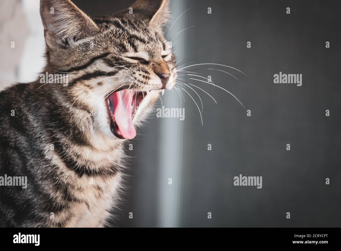 Un gatto di shortair europeo briglia con la sua bocca aperta per vino Foto  stock - Alamy