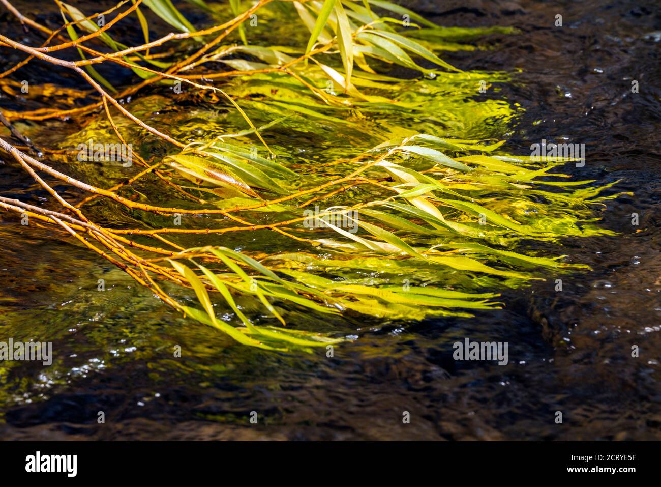 Le membra dell'albero di Cottonwood galleggiano nel fiume South Arkansas; ranch del Colorado centrale; Stati Uniti Foto Stock