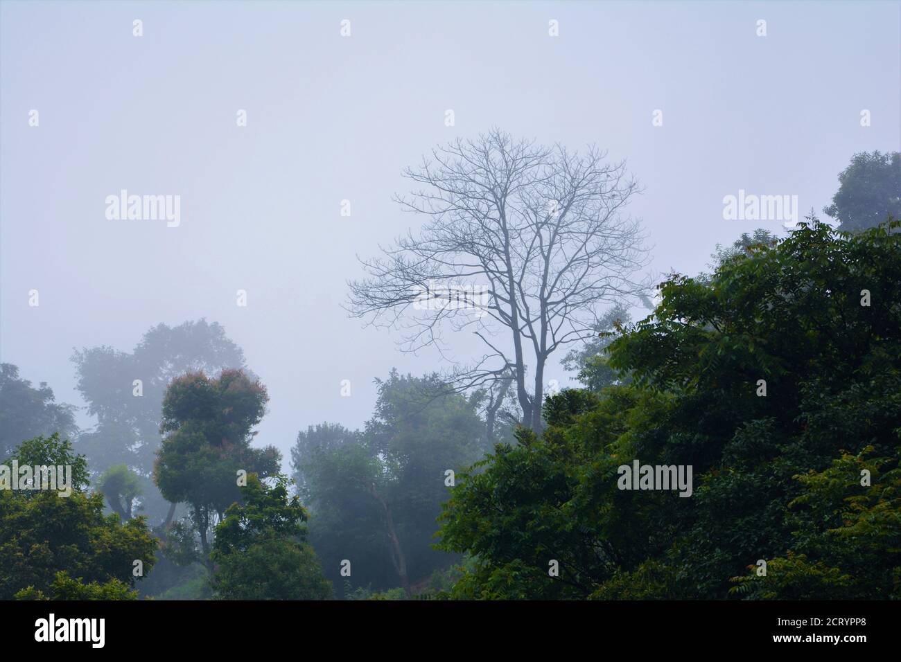 Fitta nebbia forestale e albero Foto Stock