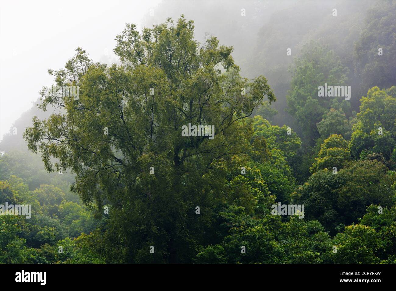 Fitta nebbia forestale e albero Foto Stock