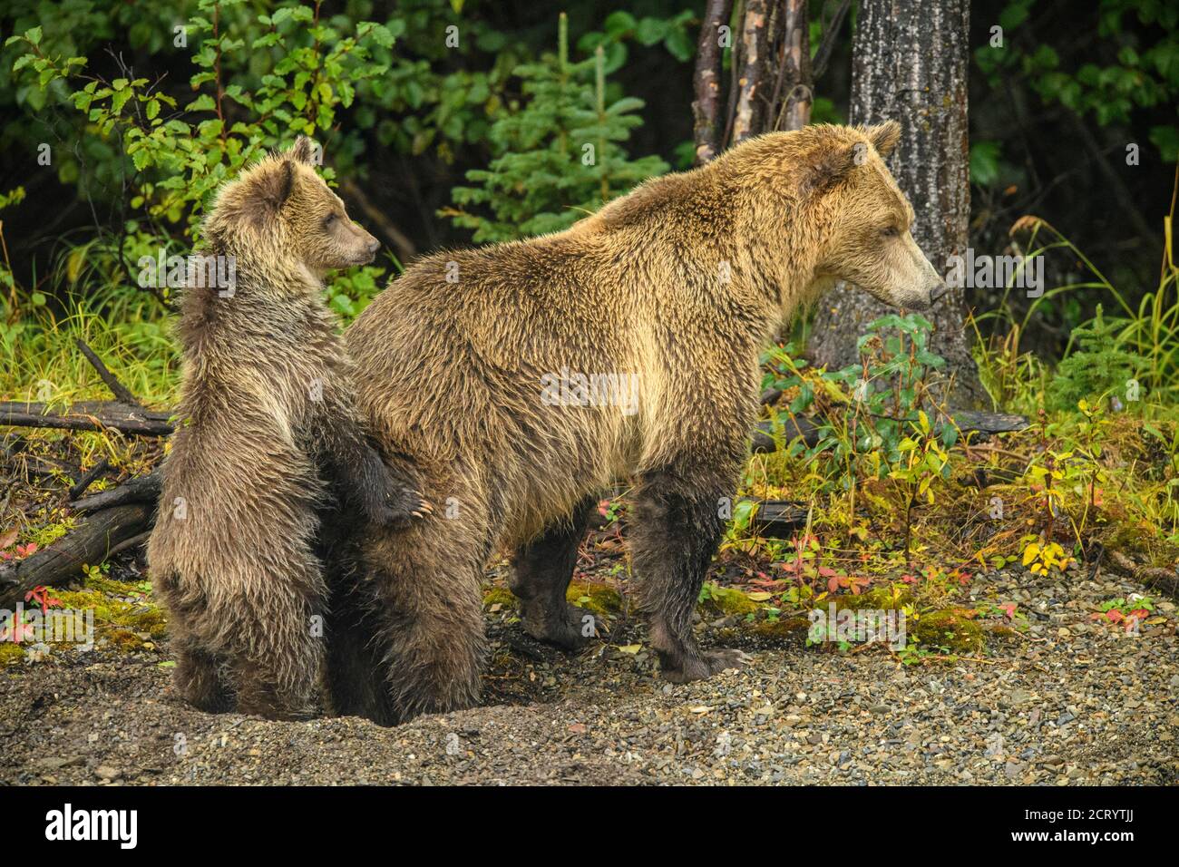 Orso grizzly (Ursus arctos) femmina e cucciolo allerta ad una famiglia rivale lungo la riva di un fiume di salmone, Chilcotin Wilderness, BC Interior, Canada Foto Stock