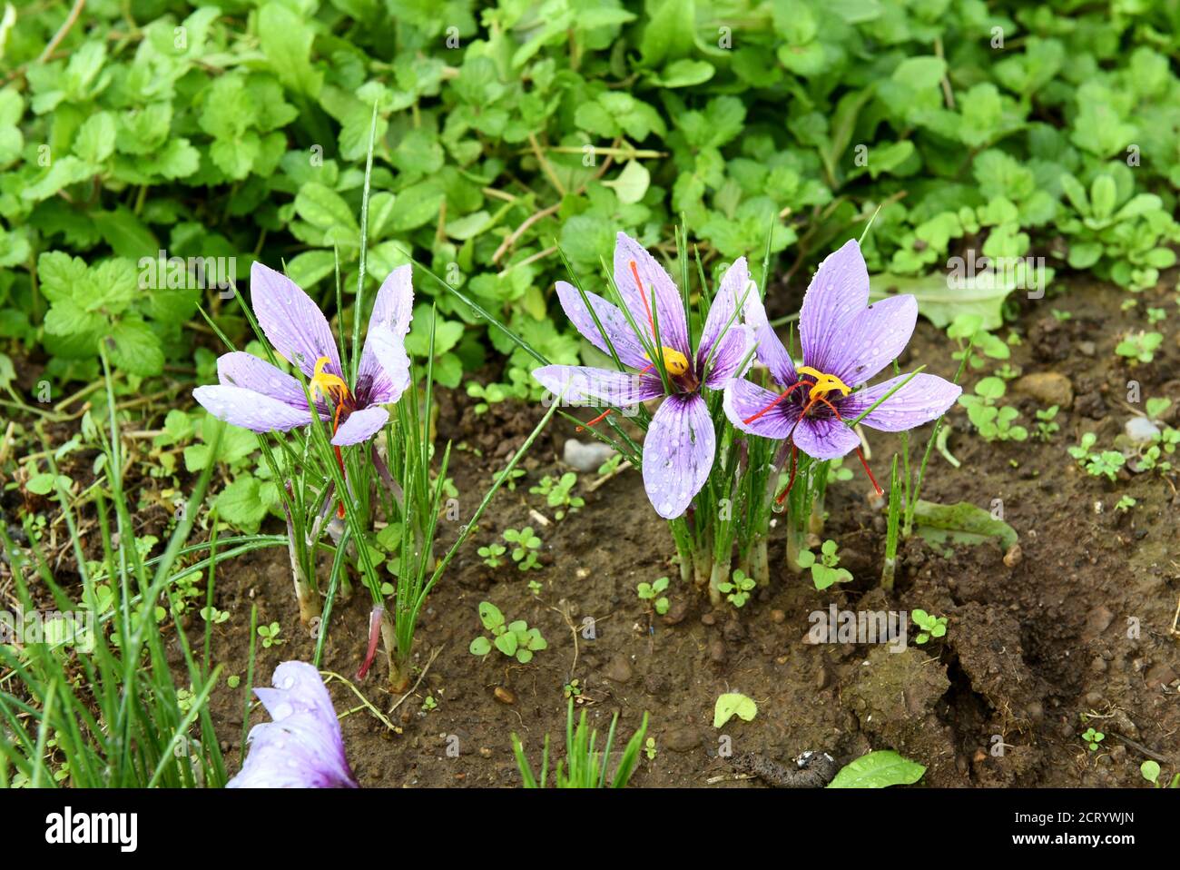Grappolo di fiori di zafferano viola, Crocus sativus, che cresce in un campo utilizzato come spezia culinaria per i loro filamenti rossi Foto Stock