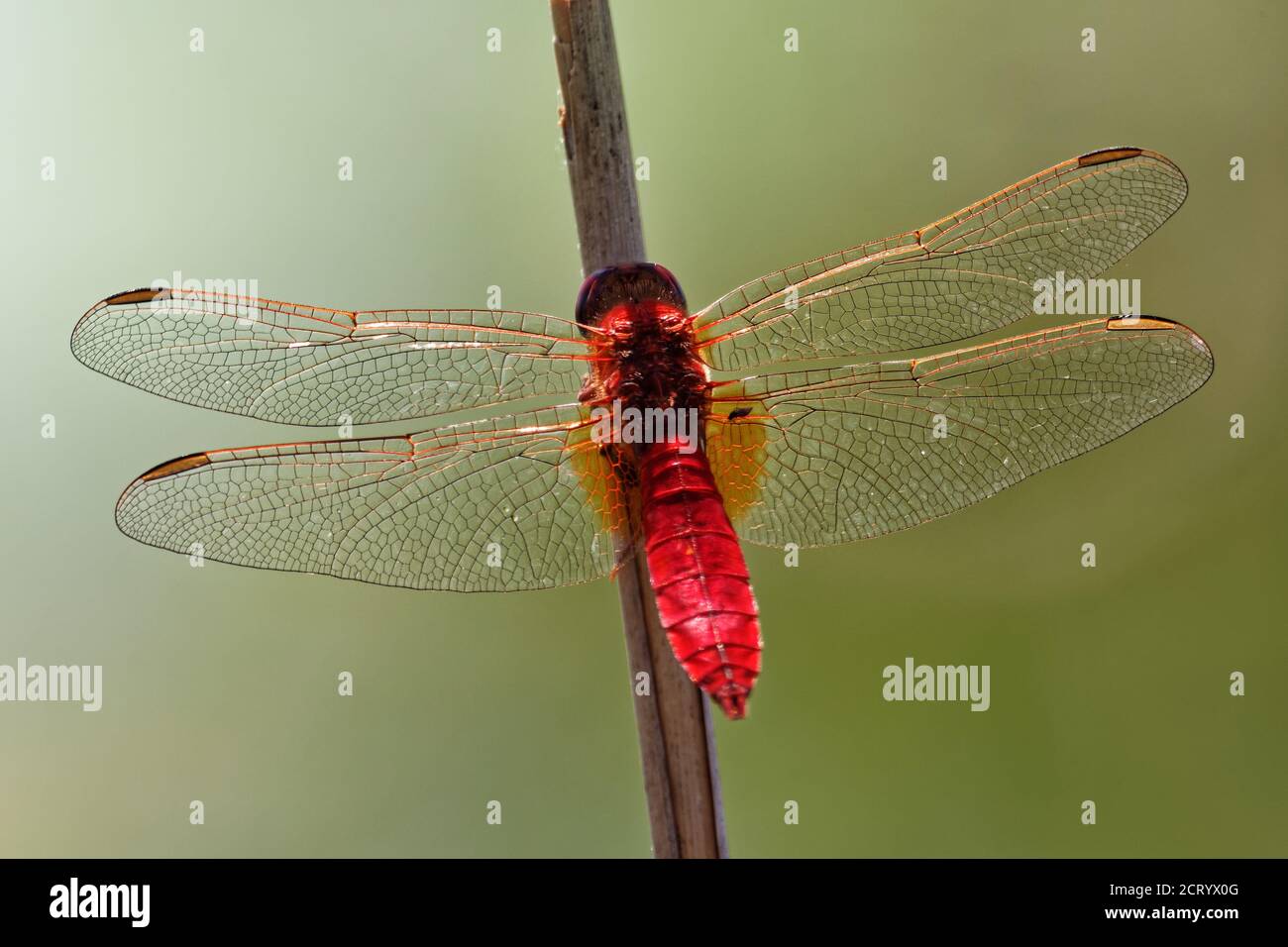 Scarlatto Dragonfly Crocothemis erythraea - specie di libellula di colore rosso della famiglia Libellulidae. I suoi nomi comuni includono scarlatto ampio, comune Foto Stock