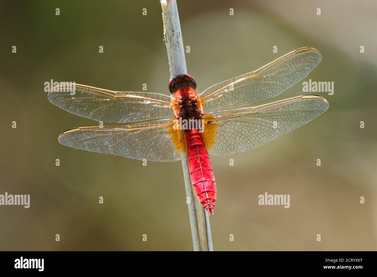 Scarlatto Dragonfly Crocothemis erythraea - specie di libellula di colore rosso della famiglia Libellulidae. I suoi nomi comuni includono scarlatto ampio, comune Foto Stock
