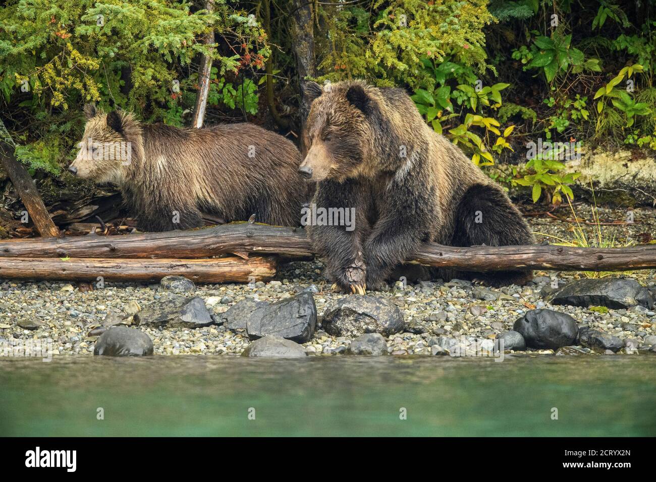 Orso grizzly (Ursus arctos) femmina e cucciolo allerta ad una famiglia rivale lungo la riva di un fiume di salmone, Chilcotin Wilderness, BC Interior, Canada Foto Stock